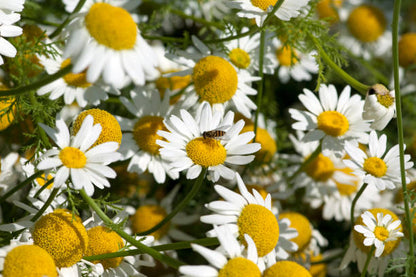 Close-up of Anacyclus Pyrethrum daisy-like flowers