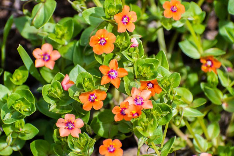 Pimpernel Anagallis Flower seeds for Planting Cottage Garden Essential Heirloom & GMO Free Seeds for Home Garden
