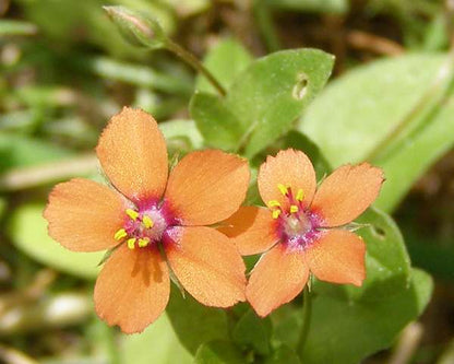Pimpernel Anagallis Flower seeds for Planting Cottage Garden Essential Heirloom & GMO Free Seeds for Home Garden