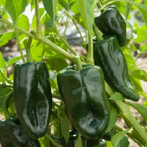 Ancho Poblano Seeds for Flavorful Homegrown Peppers