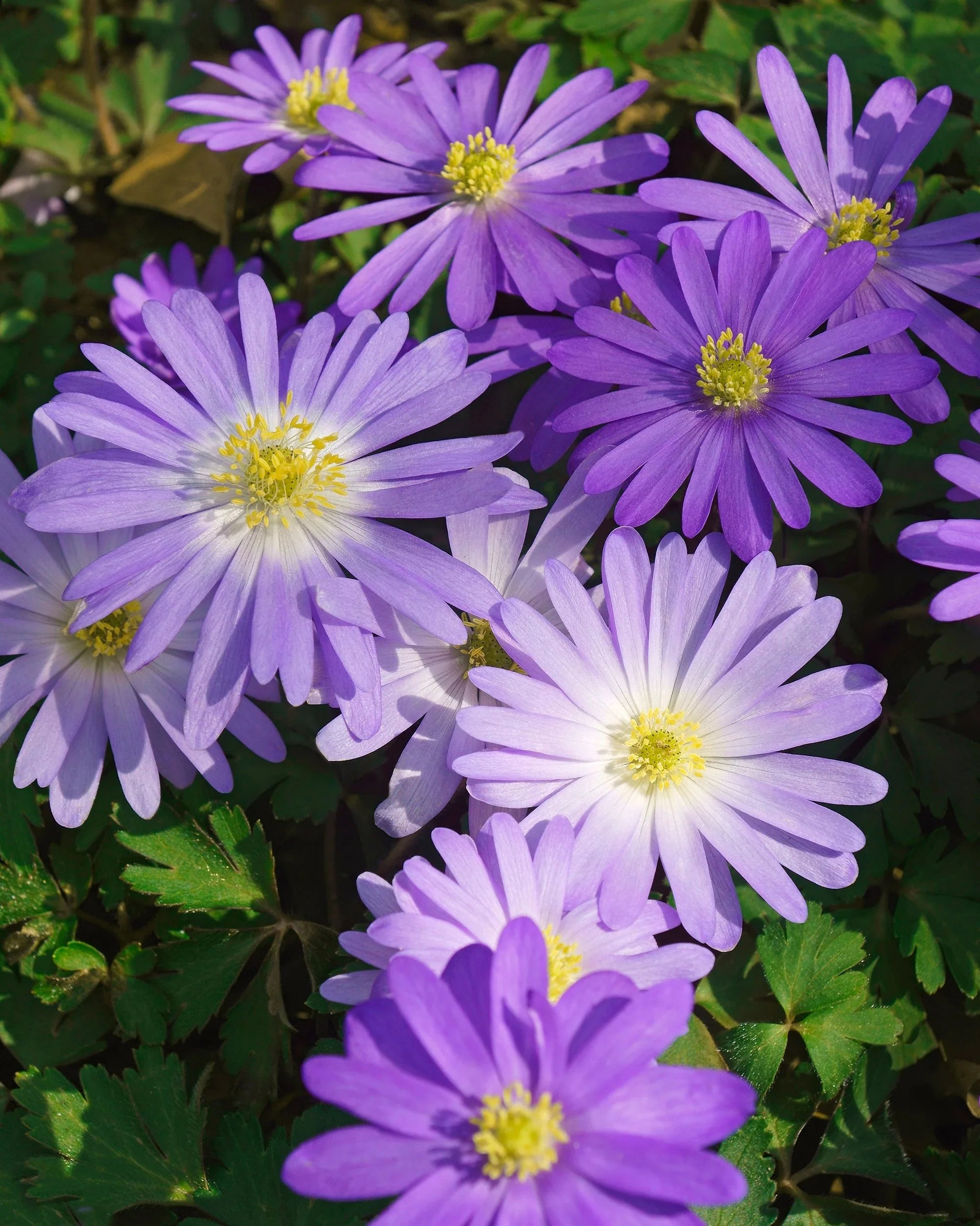 Anemone Blanda Flower seeds for Planting Fragrant Blossoms, Heirloom & GMO Free Seeds for Home Garden vegetable and garden seeds