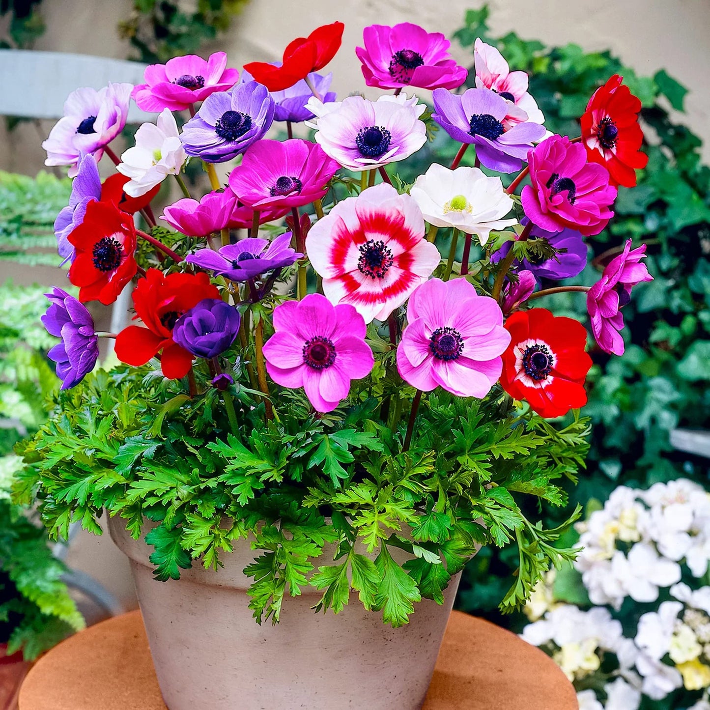 Anemone Mixed Color flowers growing in container