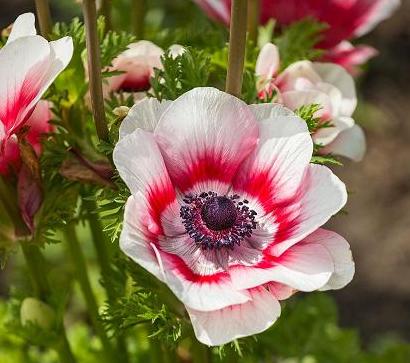 Anemone Flower Seeds For Planting: Vibrant Pink & White Blooms Stunning Displays