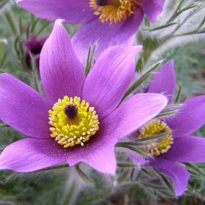 Anemone Pulsatilla Violet Seeds for Planting
