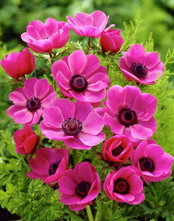 Premium Anemone Flower seeds for Planting Vibrant Colors, Heirloom & GMO Free Seeds for Home Garden seeds