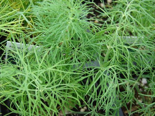 Anethum graveolens Mammoth Dill growing outdoors