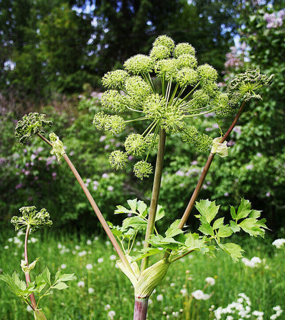 Angelica herb with greenish-white flower umbels