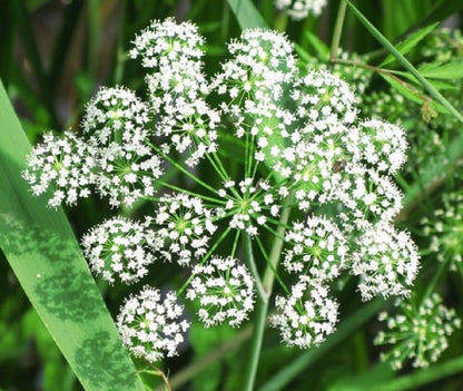Angelica sinensis herb foliage and stems
