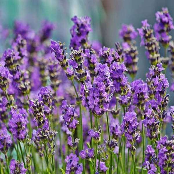 Close-Up of Angustifolia Lavender Blooms