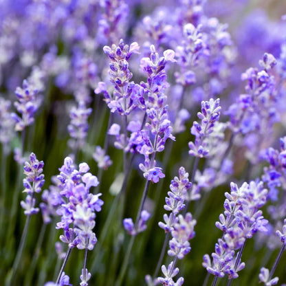 Angustifolia Flower Seeds for Planting Fragrant Blooms