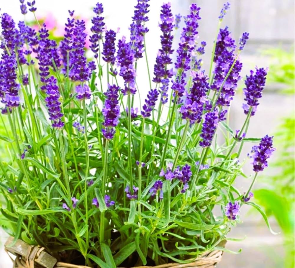 Angustifolia Flowers Blooming in a Garden Bed
