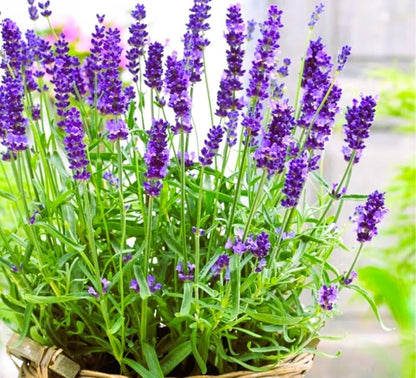 Angustifolia Flowers Blooming in a Garden Bed