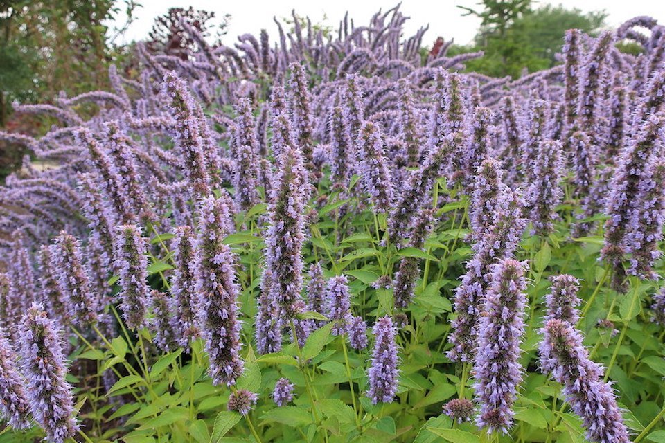 High quality Violet Giant Hyssop Flower seeds for Planting Wildflower Mix, Heirloom & GMO Free Seeds for Home Garden seeds pack