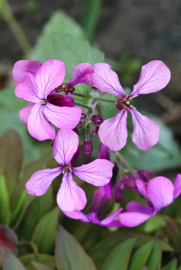 Lunaria Annua Variegata Money Flower seeds for Planting Premium Quality, Heirloom & GMO Free Seeds for Home Garden vegetable and garden seeds