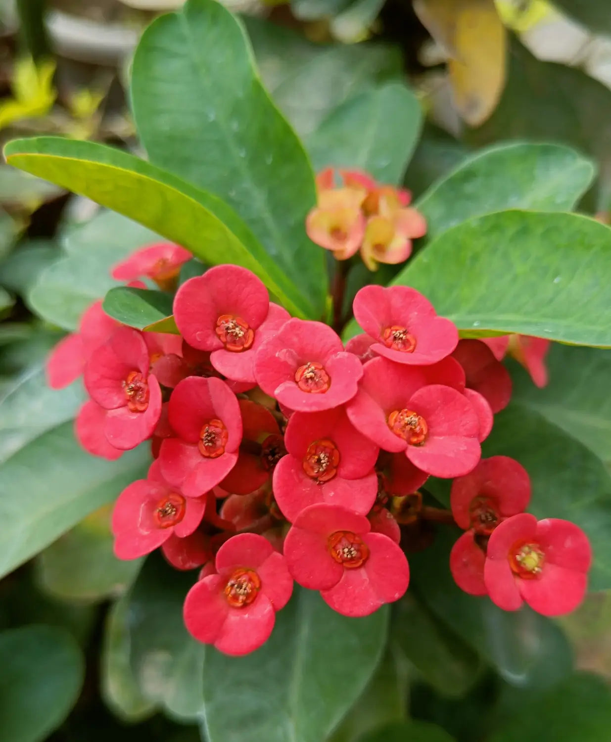 Premium Deep Red Euphorbia Milii Flower seeds for Planting Pollinator Friendly, Heirloom & GMO Free Seeds for Home Garden seeds