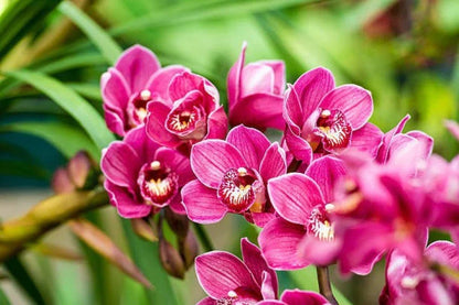 Butterfly Orchid Flower seeds for Planting Shade Tolerant Heirloom & GMO Free Seeds for Home Garden