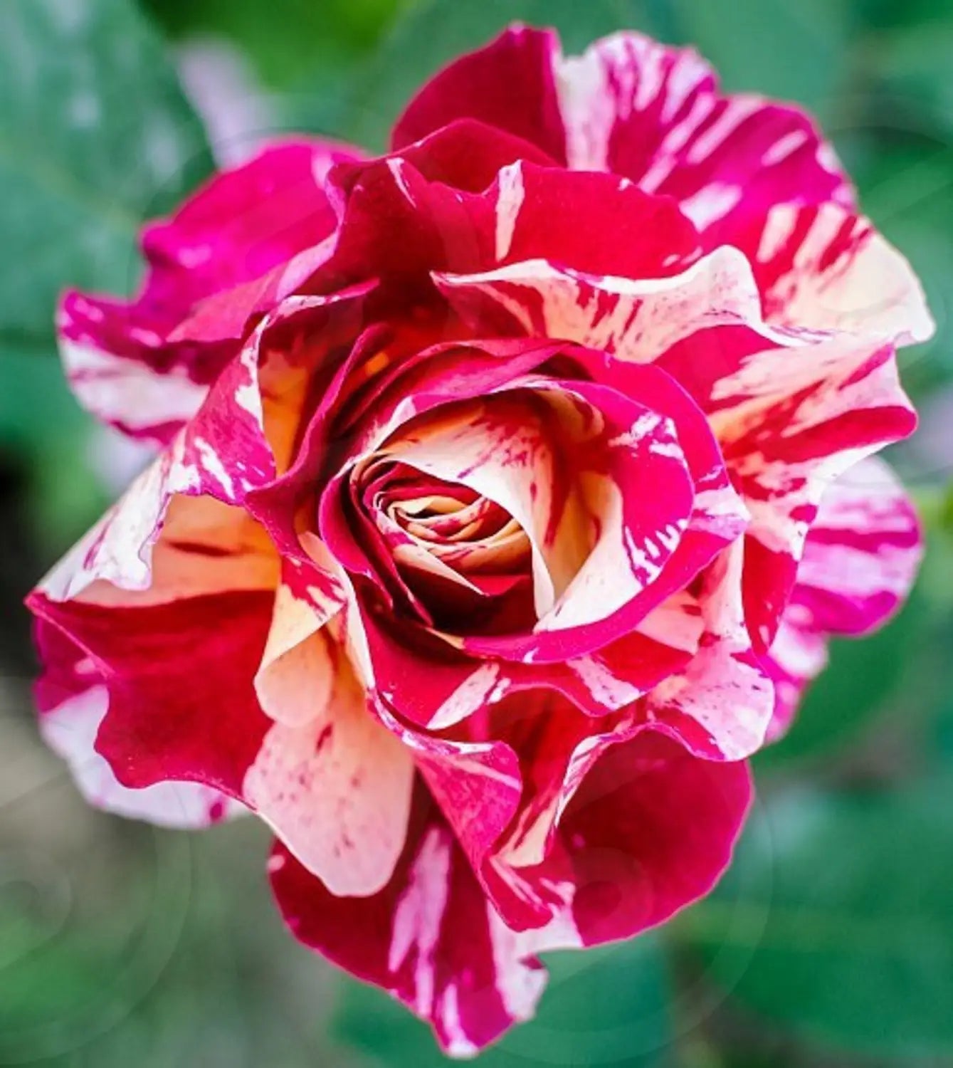Premium Cream Red Spirit Rose Flower seeds for Planting Cottage Garden Essential, Heirloom & GMO Free Seeds for Home Garden seeds