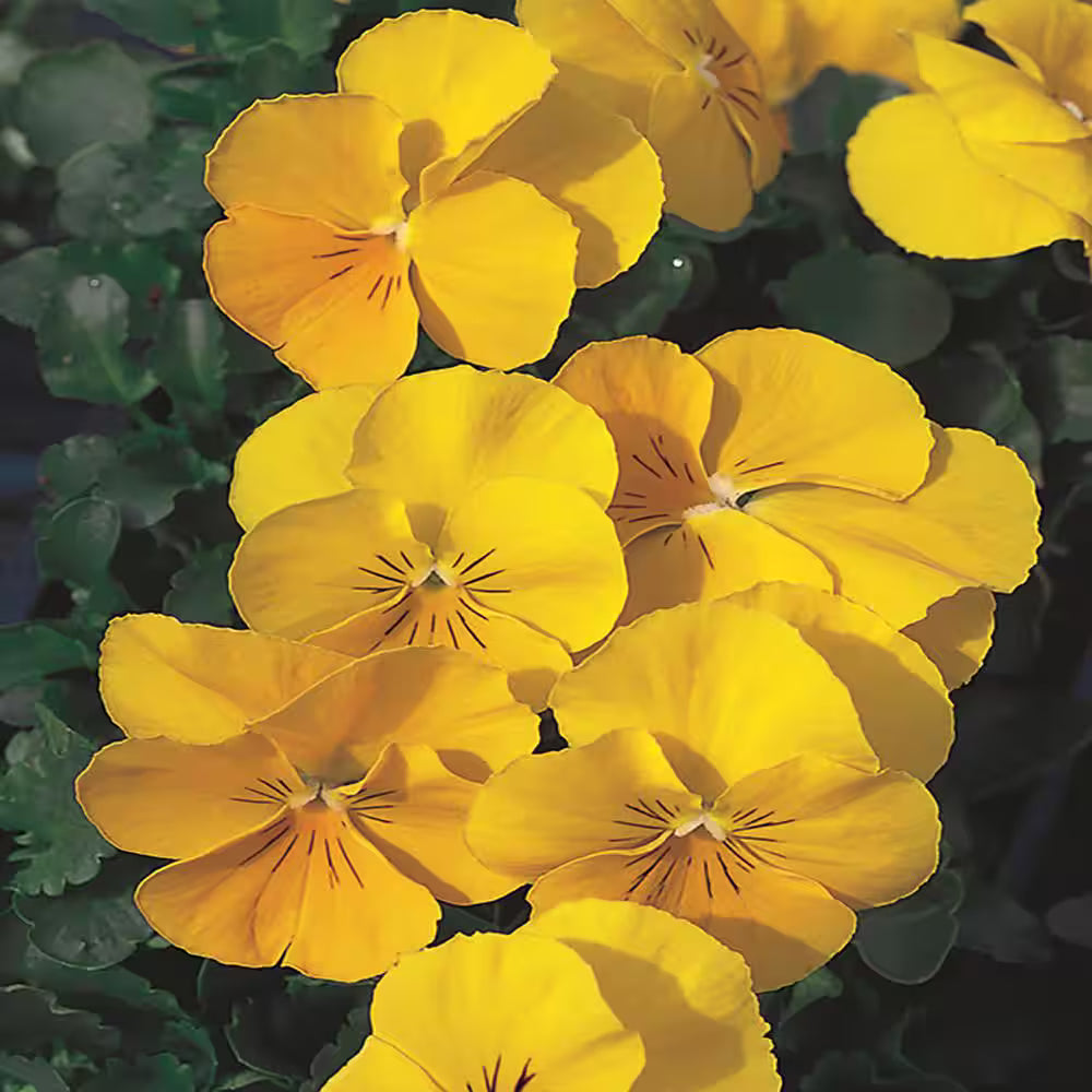 Yellow Viola Flower seeds for Planting Perfect for Borders, Heirloom & GMO Free Seeds for Home Garden vegetable and garden seeds