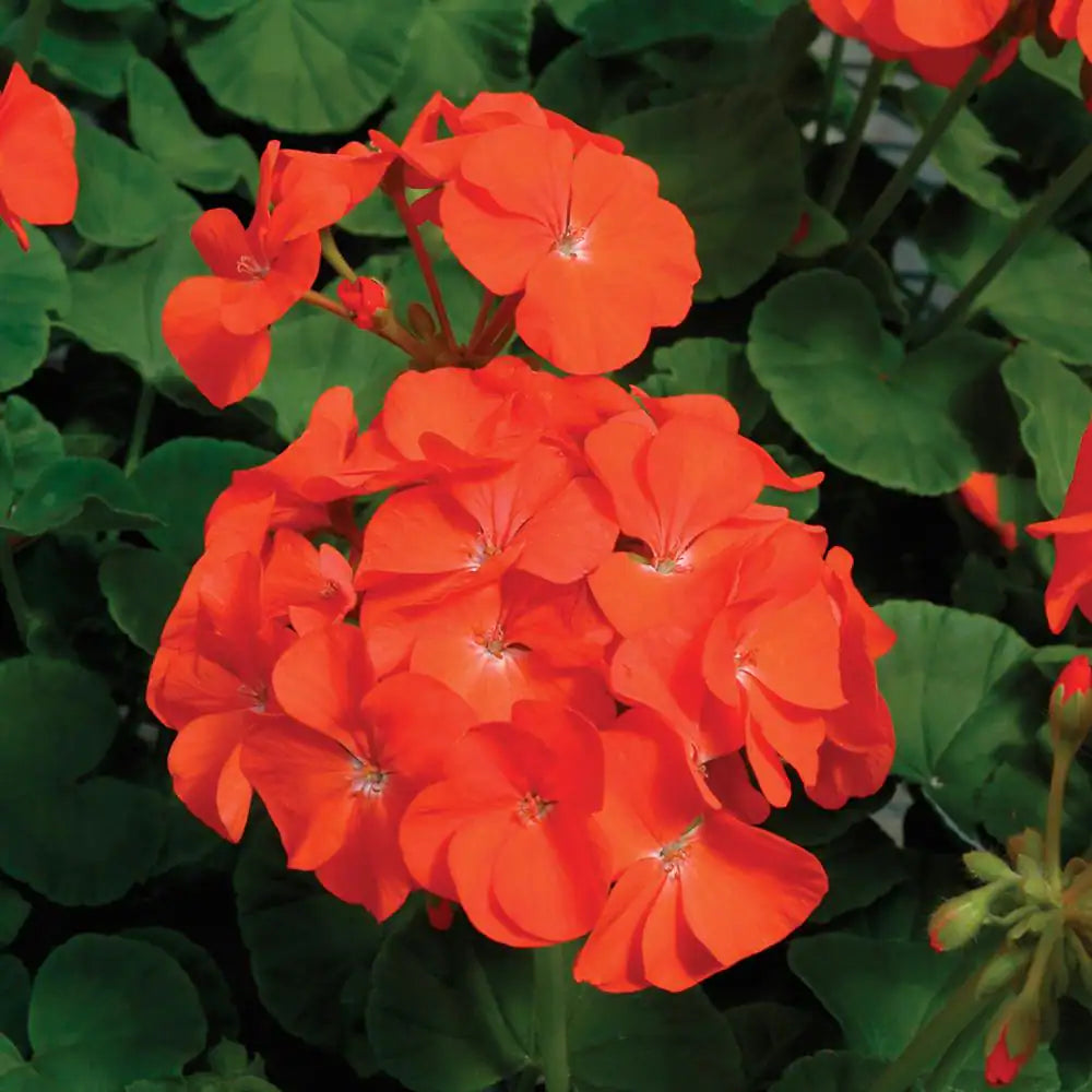Geranium Light Orange Flower seeds for Planting Cut Flower Favorite, Heirloom & GMO Free Seeds for Home Garden vegetable and garden seeds