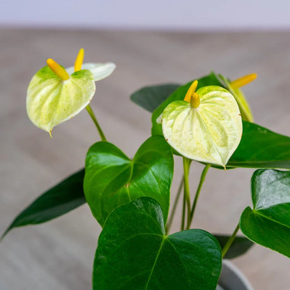 Light Yellow Anthurium Flower seeds for Planting Wildflower Mix Heirloom & GMO Free Seeds for Home Garden