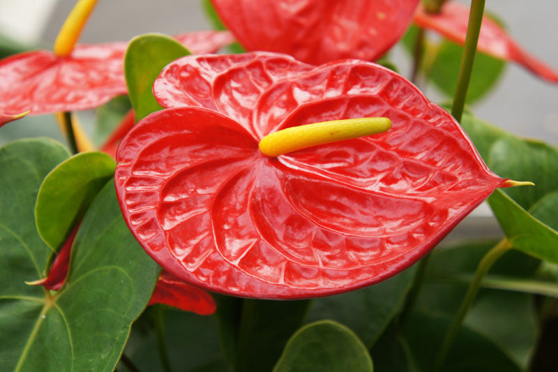 Anthurium Andraeanum Flower seeds for Planting Premium Quality, Heirloom & GMO Free Seeds for Home Garden seeds for planting