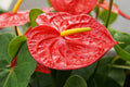Anthurium Andraeanum Flower seeds for Planting Premium Quality, Heirloom & GMO Free Seeds for Home Garden seeds for planting