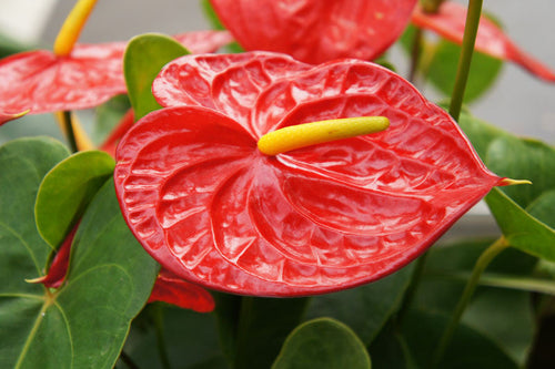 Anthurium Andraeanum Flower seeds for Planting Premium Quality, Heirloom & GMO Free Seeds for Home Garden seeds for planting
