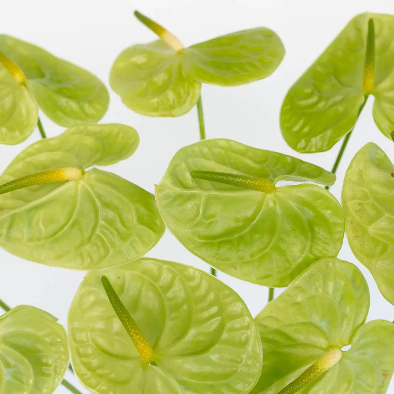 Light Green Anthurium Flower seeds for Planting Bright Blooms Heirloom & GMO Free Seeds for Home Garden