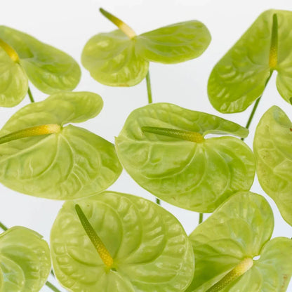 Light Green Anthurium Flower seeds for Planting Bright Blooms Heirloom & GMO Free Seeds for Home Garden
