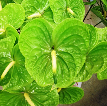 Close-up of Green Anthurium petals and leaves