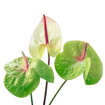 Pista Green Anthurium planted along garden border