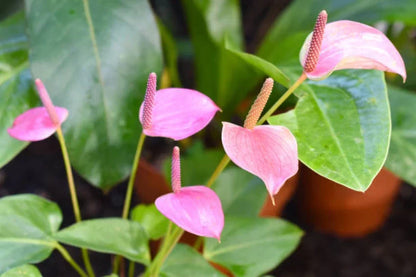 Anthurium plant growing indoors in a pot