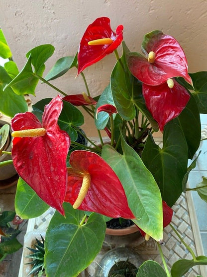Indoor Anthurium Linden Plant Growing from Seeds