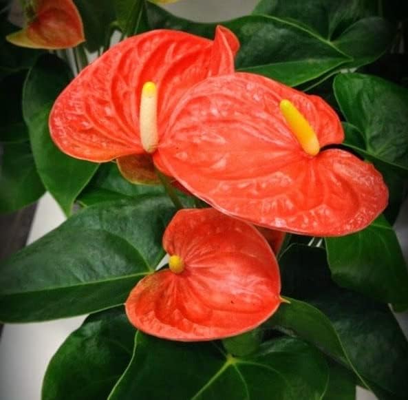Orange Anthurium Flower Seeds for Planting