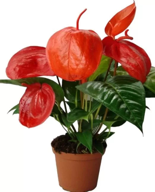 Orange Anthurium growing in indoor pots