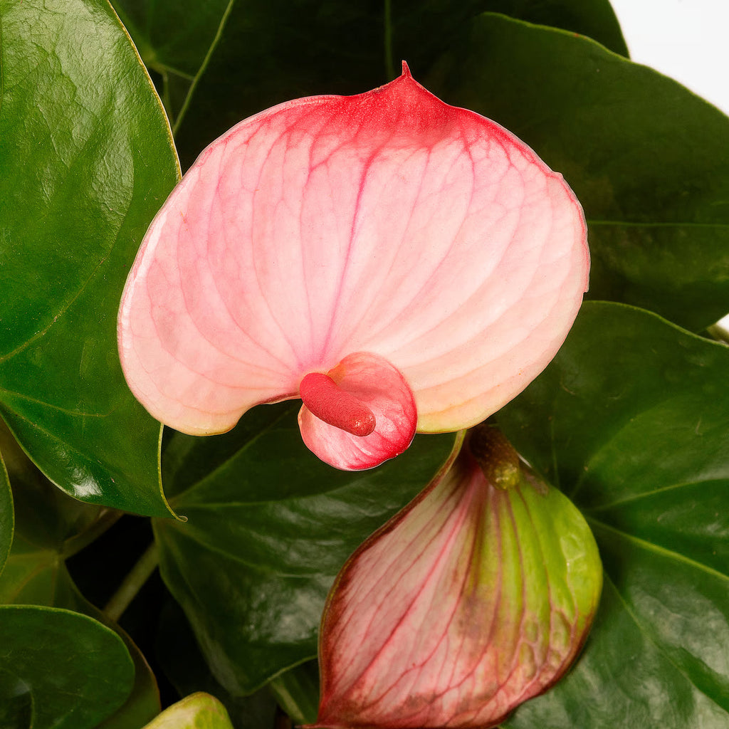 Cream Pink Anthurium Flower seeds for Planting Premium Quality, Heirloom & GMO Free Seeds for Home Garden seeds for planting