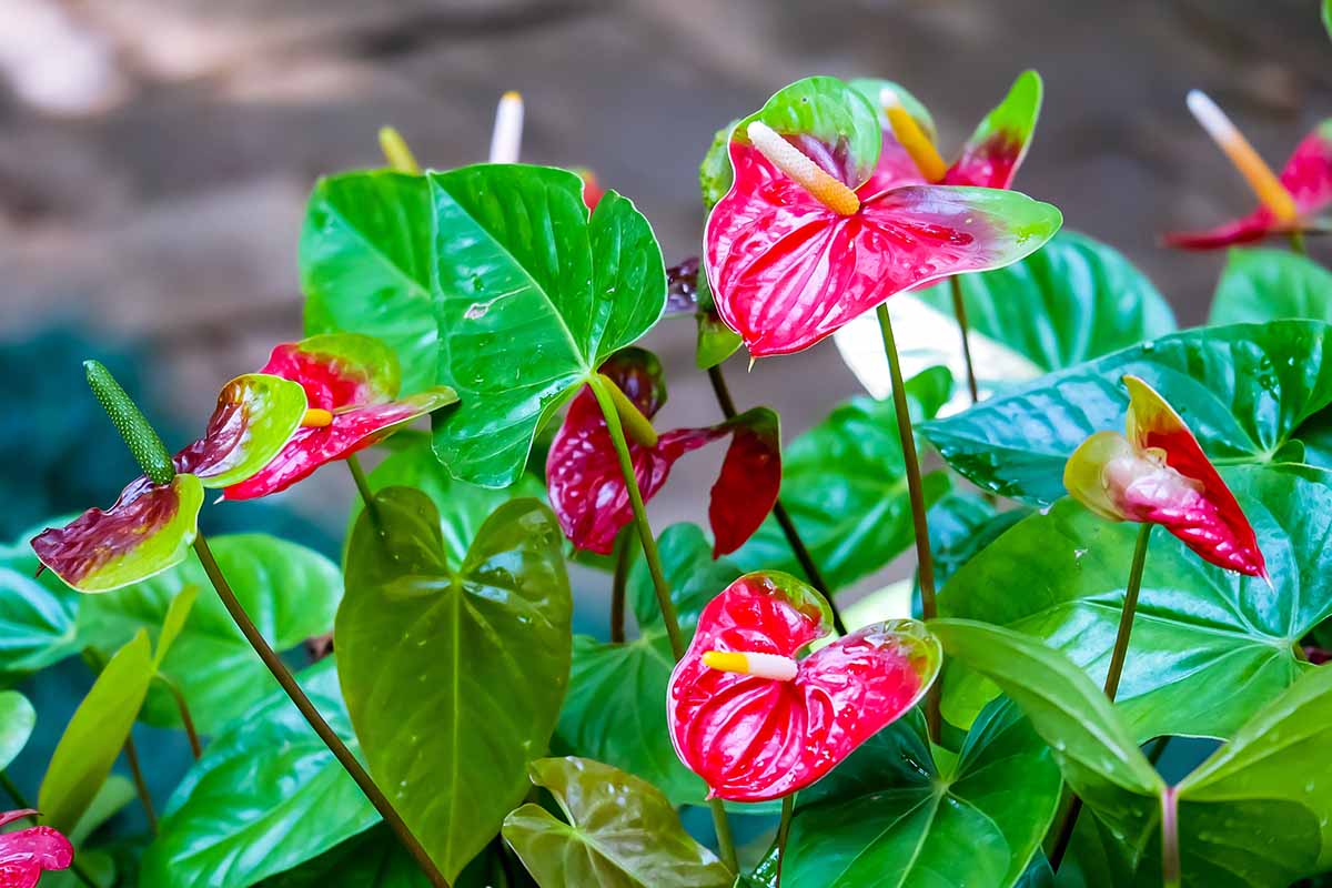 Light Red Anthurium growing in pots