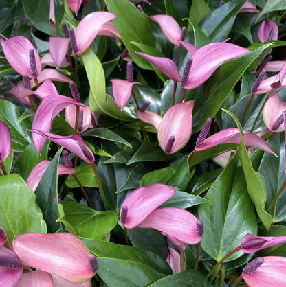 Anthurium Violet Flower Seeds for Planting