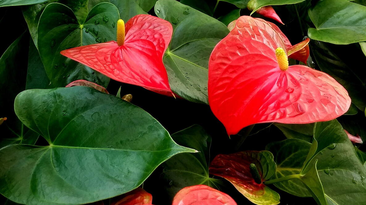 High quality Red Anthurium Flower seeds for Planting Vibrant Colors, Heirloom & GMO Free Seeds for Home Garden seeds pack