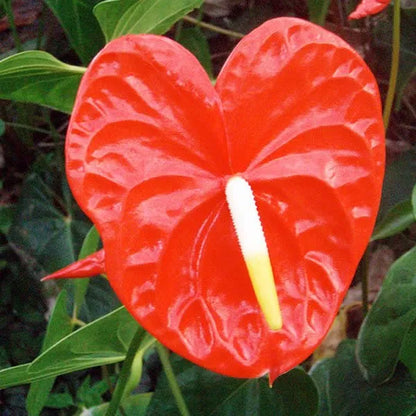 Anthurium Flower seeds for Planting Compact Growth Heirloom & GMO Free Seeds for Home Garden