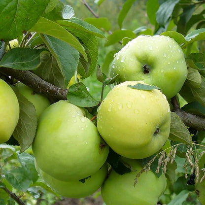 Antonovka apple seeds growing in orchard under full sunlight