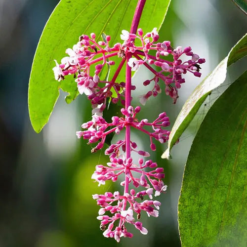 Premium Medinilla Flower seeds for Planting Low Maintenance, Heirloom & GMO Free Seeds for Home Garden seeds