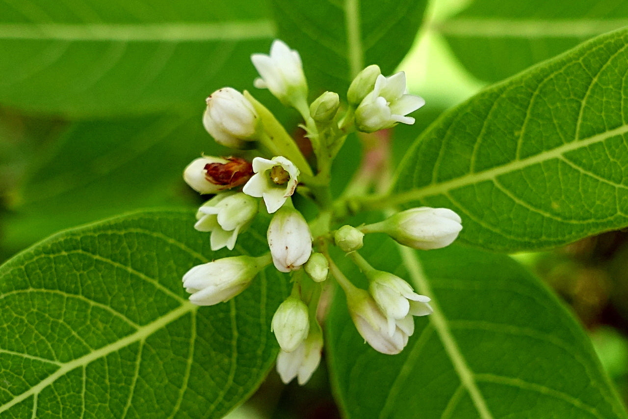 Dogbane Flower seeds for Planting, Pollinator Friendly Heirloom & GMO Free Seeds for Home Garden