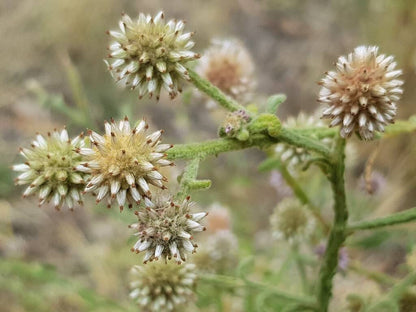 Pterocaulon Flower seeds for Planting Vibrant Colors Heirloom & GMO Free Seeds for Home Garden