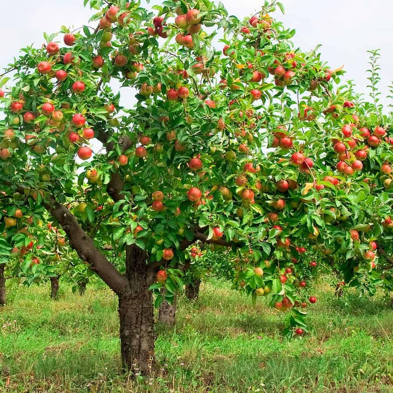 Apple Seeds for Planting, Step-by-Step Guide for Growing Healthy Apple Trees