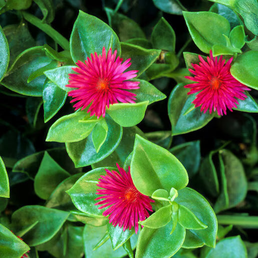 Aptenia Cordifolia Flower seeds for Planting Wildflower Mix, Heirloom & GMO Free Seeds for Home Garden vegetable and garden seeds