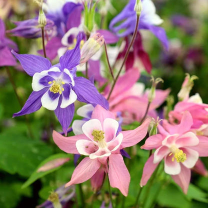 Columbine Biedermeier Flower seeds for Planting Fragrant Blossoms Heirloom & GMO Free Seeds for Home Garden