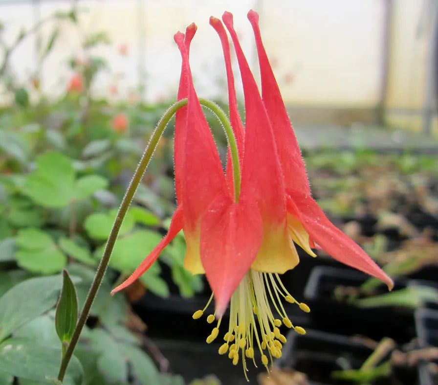 Columbine Flower seeds for Planting Easy to Grow Heirloom & GMO Free Seeds for Home Garden