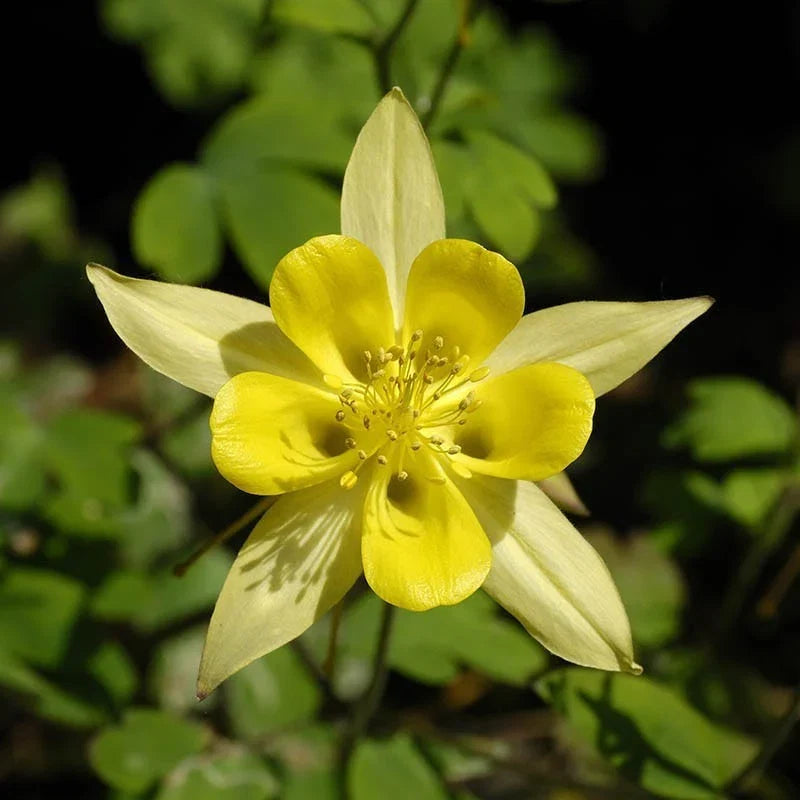 Golden Columbine Flower seeds for Planting Easy to Grow Heirloom & GMO Free Seeds for Home Garden