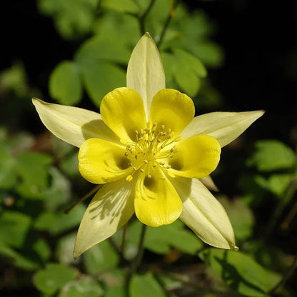 Golden Columbine Flower seeds for Planting Easy to Grow Heirloom & GMO Free Seeds for Home Garden